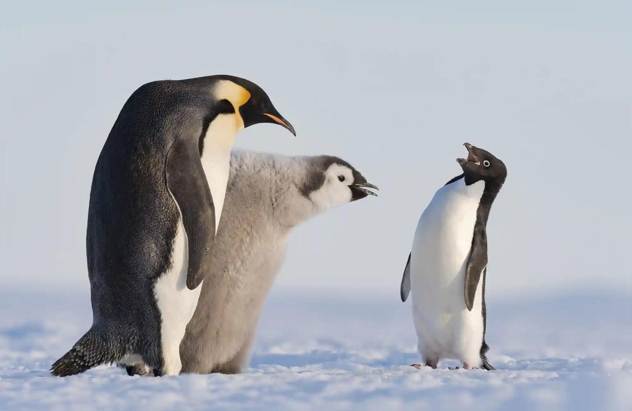 Chiêm ngưỡng những bức ảnh động vật hoang dã đẹp nhất năm 2023