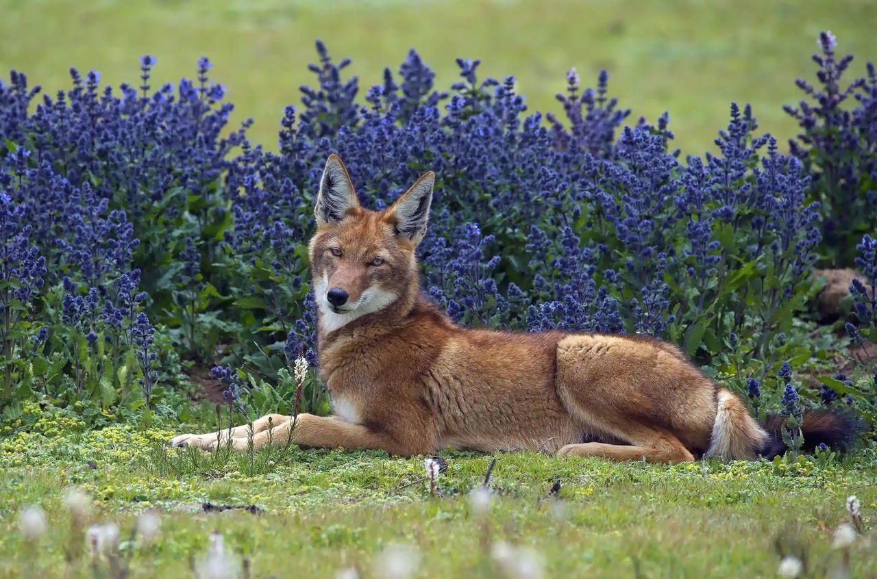 Chiêm ngưỡng những bức ảnh động vật hoang dã đẹp nhất năm 2023