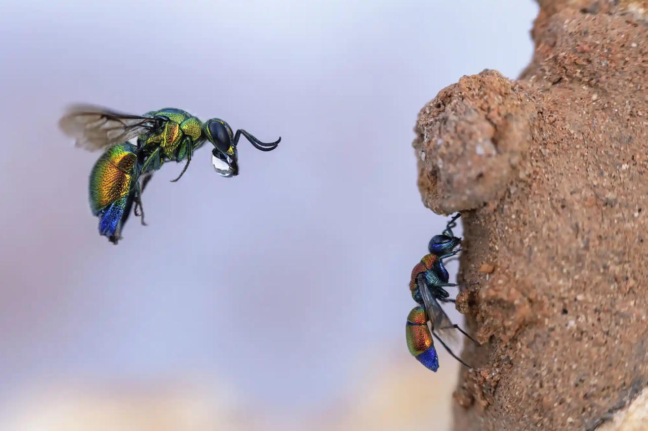 Chiêm ngưỡng những bức ảnh động vật hoang dã đẹp nhất năm 2023