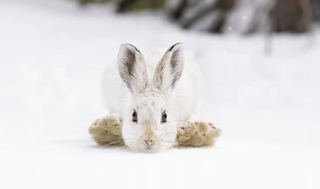 Chiêm ngưỡng những bức ảnh động vật hoang dã đẹp nhất năm 2023