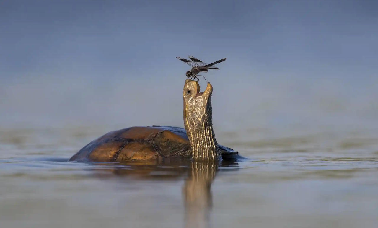 Chiêm ngưỡng những bức ảnh động vật hoang dã đẹp nhất năm 2023