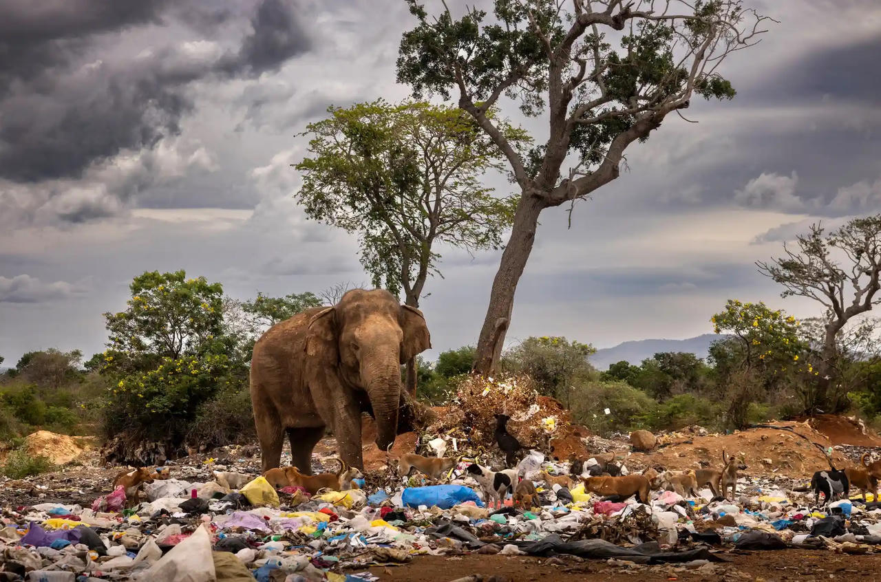 Chiêm ngưỡng những bức ảnh động vật hoang dã đẹp nhất năm 2023