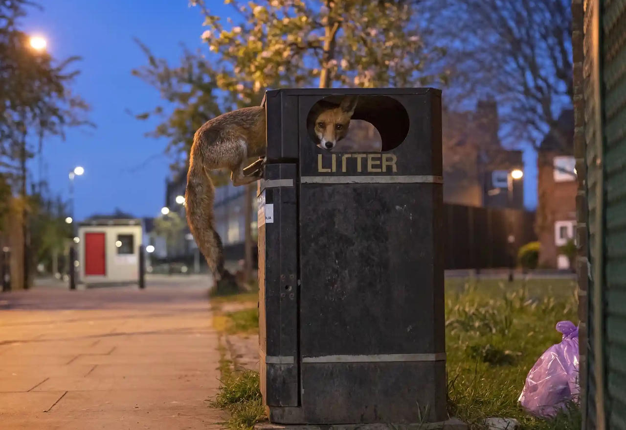 Chiêm ngưỡng những bức ảnh động vật hoang dã đẹp nhất năm 2023