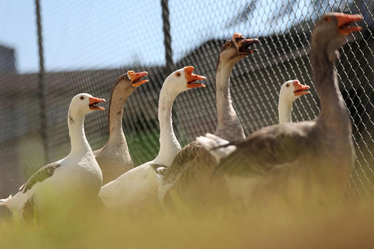 Nhà tù dùng... ngỗng canh gác thay chó nghiệp vụ