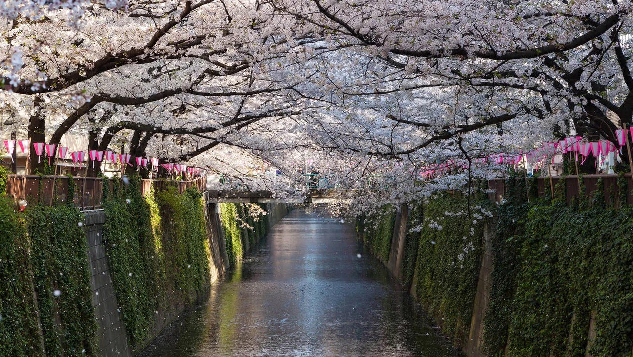 Dự báo lịch hoa anh đào nở ở Nhật Bản 2024