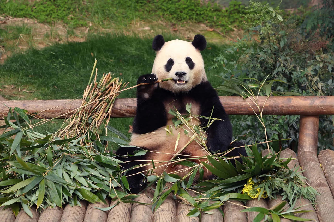 Hàng nghìn người Hàn tới chia tay gấu trúc Trung Quốc