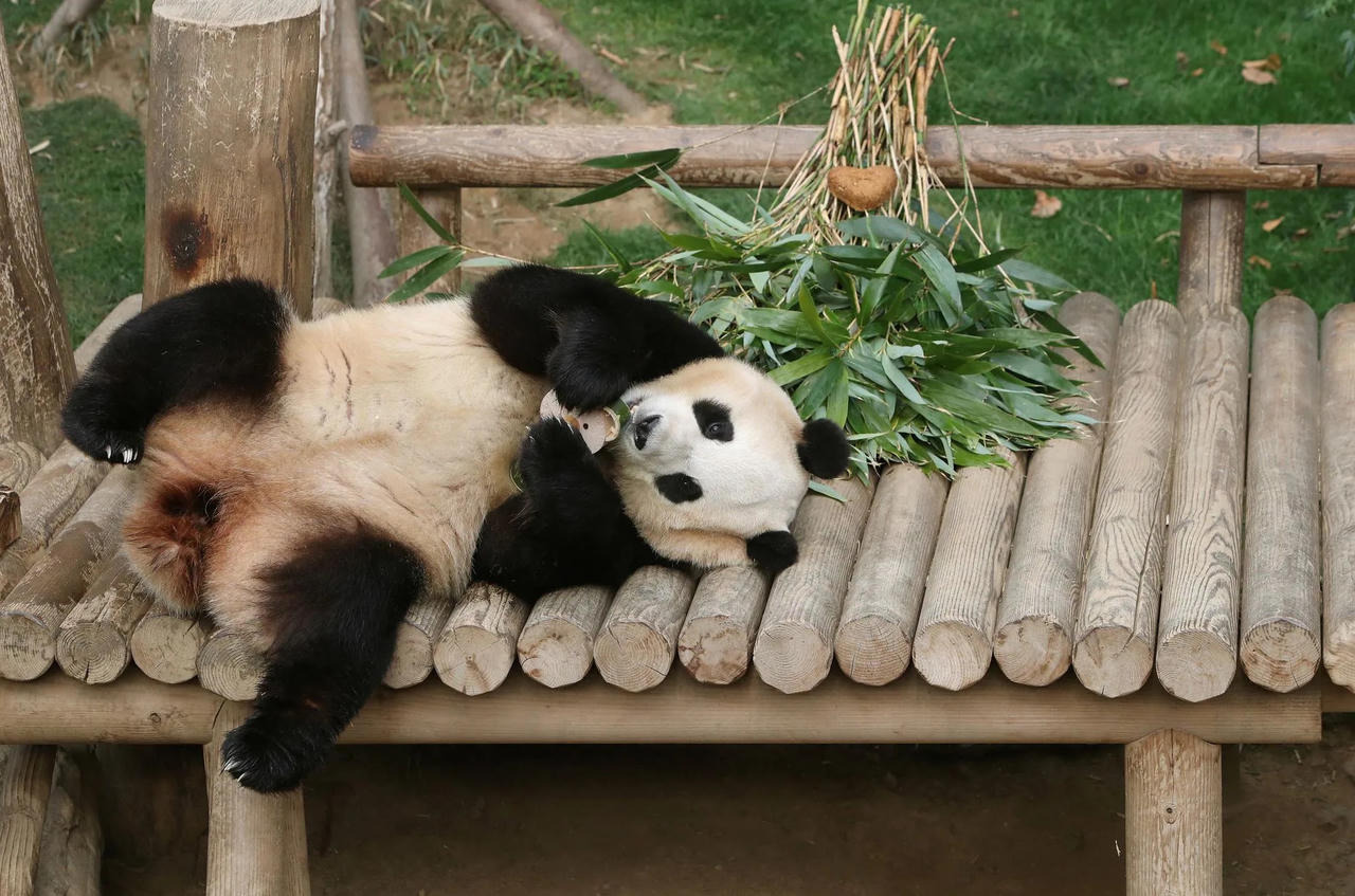 Hàng nghìn người Hàn tới chia tay gấu trúc Trung Quốc