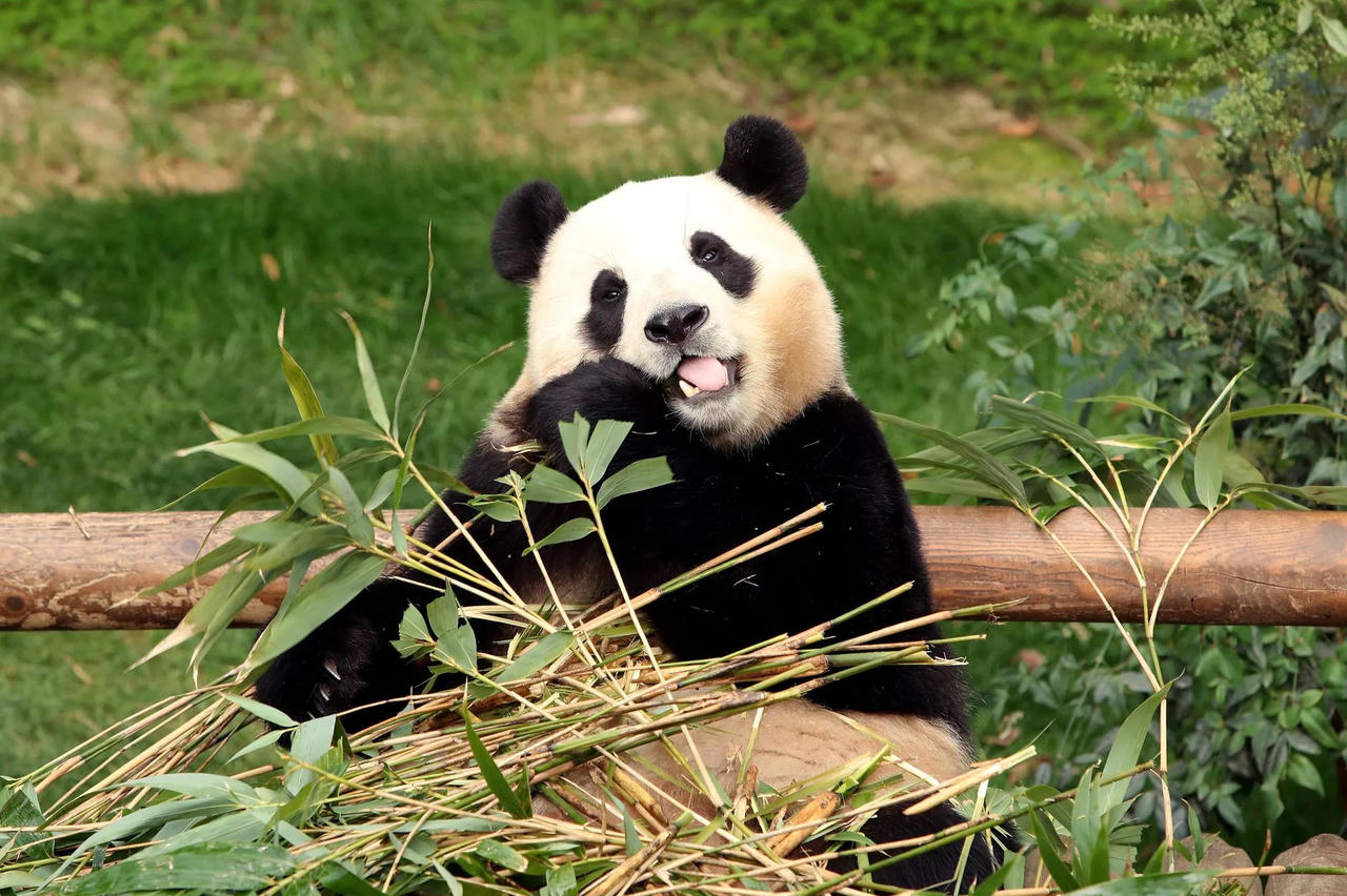 Hàng nghìn người Hàn tới chia tay gấu trúc Trung Quốc