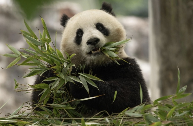 Mỹ sẽ đón nhận thêm 2 gấu trúc từ Trung Quốc