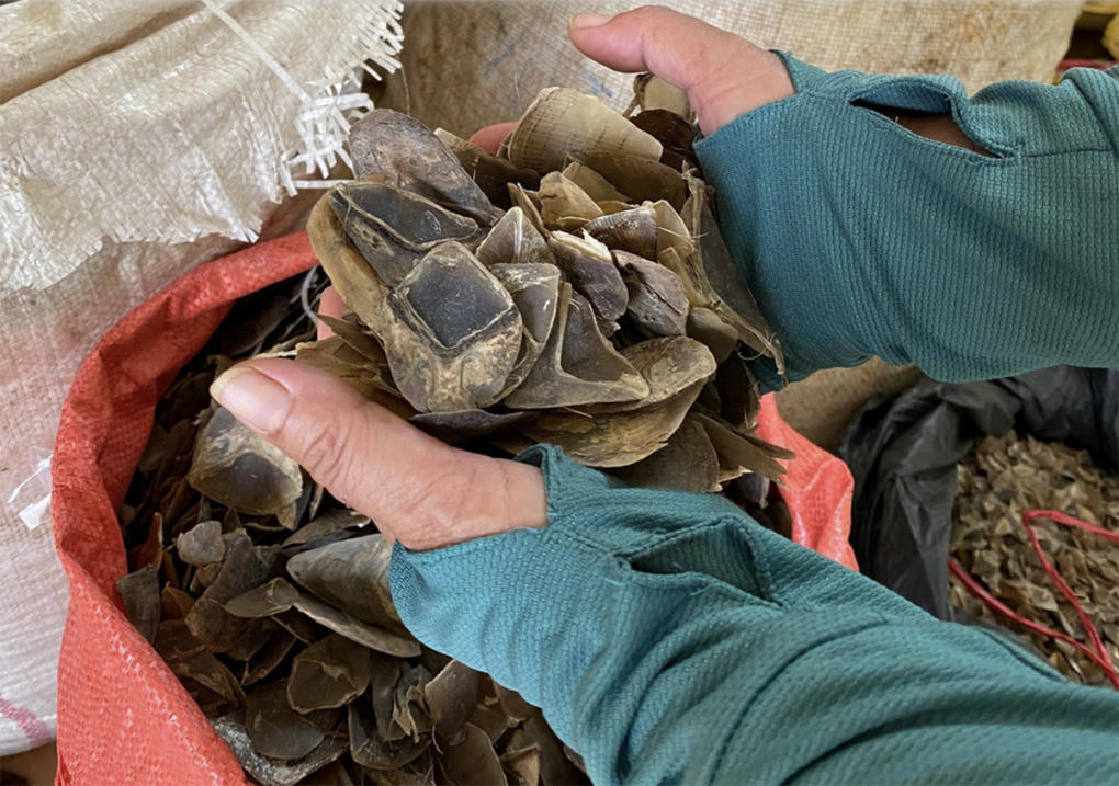 Xử phạt đối tượng buôn bán trái phép 2,8 tấn vảy tê tê 7 năm tù