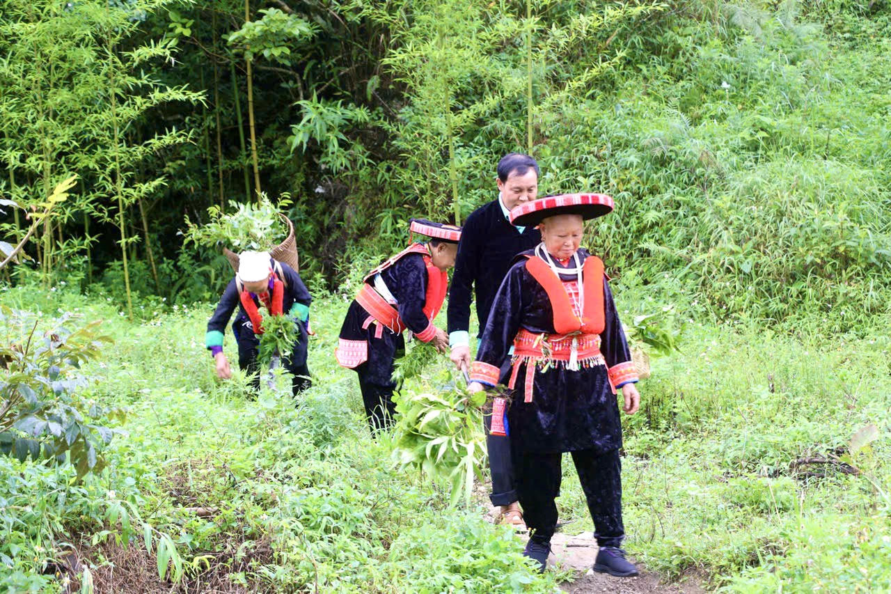 Hành trình bảo tồn y học cổ truyền và phát triển kinh tế bền vững của cộng đồng người Dao đỏ