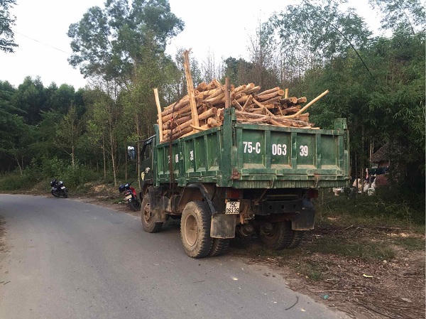 Hậu họa từ đường dây điện không đúng chiều cao an toàn