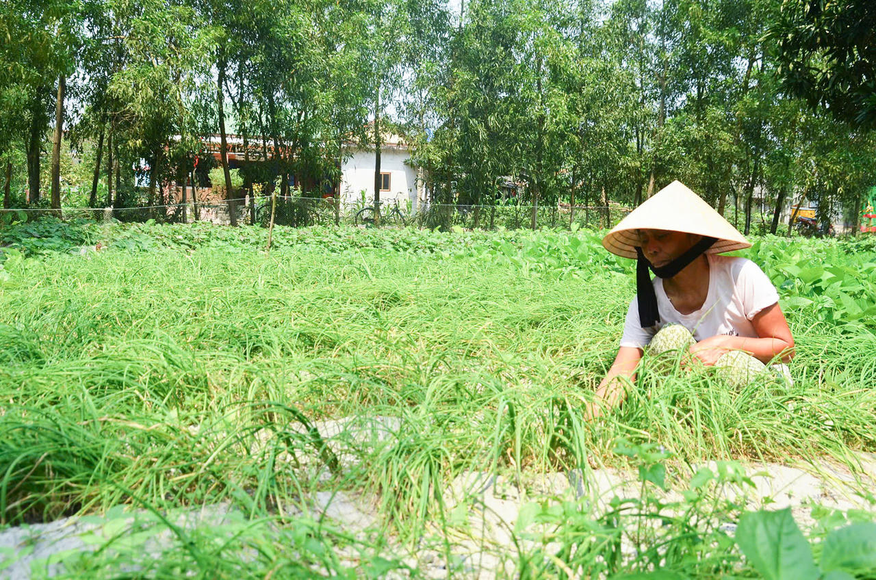 Ngân hàng Chính sách Xã hội huyện Hải Lăng là “đòn bẩy” tiếp sức xây dựng nông thôn mới