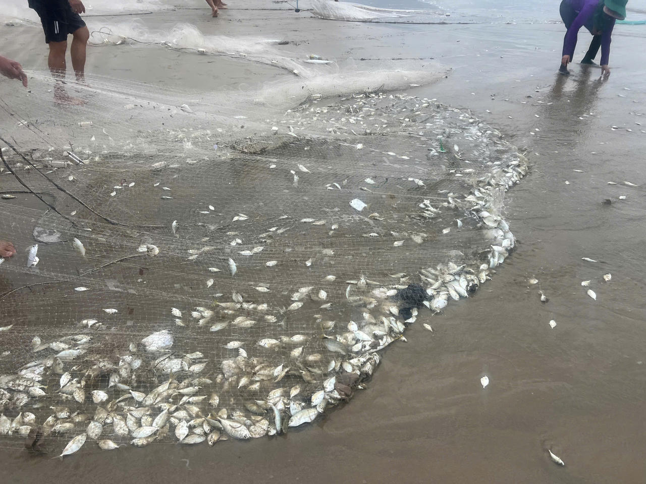 Ruốc, cá theo luồng, ngư dân Quảng Bình ‘bỏ túi’ tiền triệu mỗi sáng