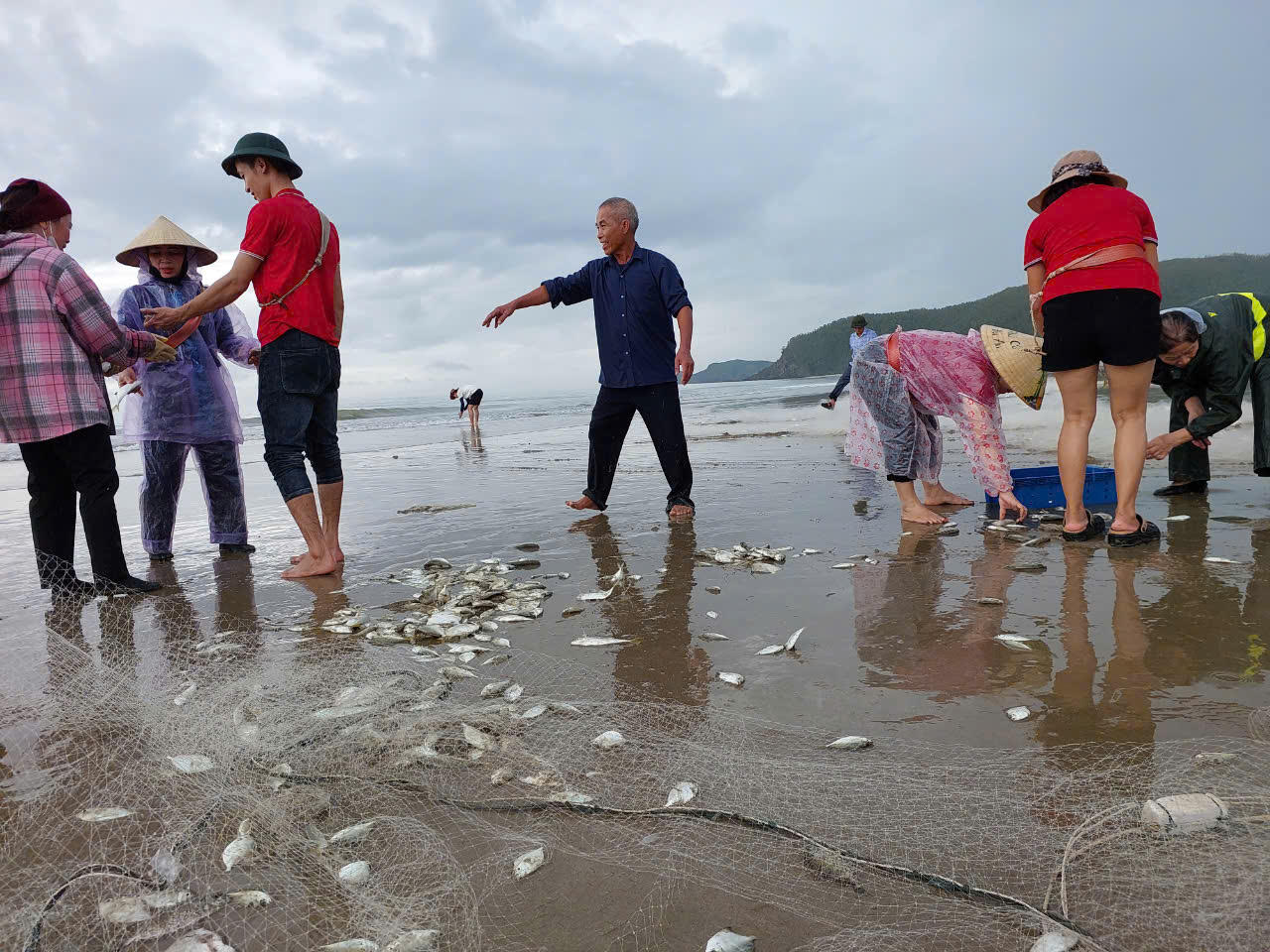 Ruốc, cá theo luồng, ngư dân Quảng Bình ‘bỏ túi’ tiền triệu mỗi sáng