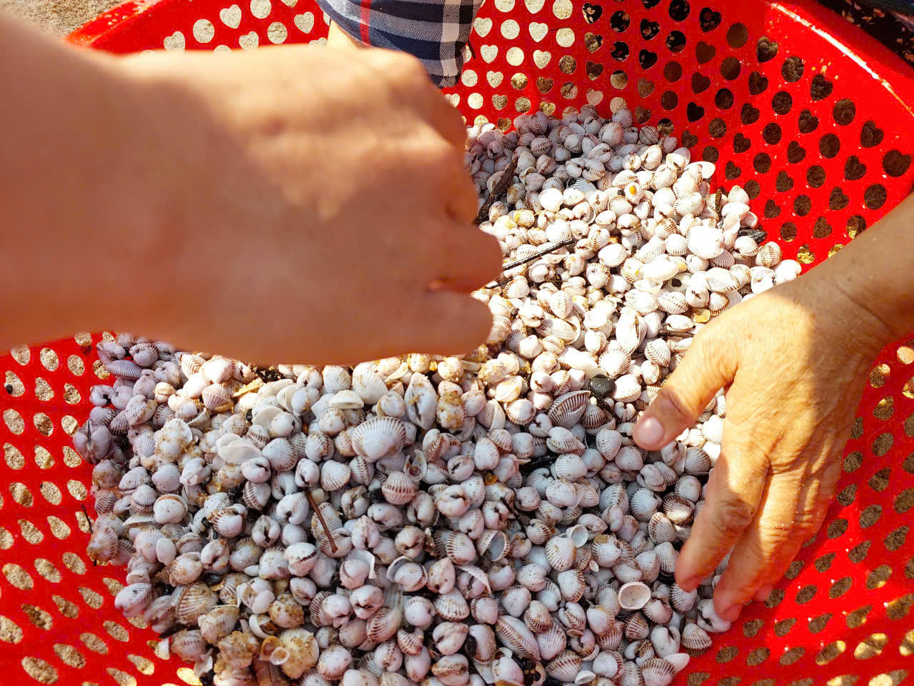 Đổ xô đi nhặt 'lộc biển' ở Quảng Bình 