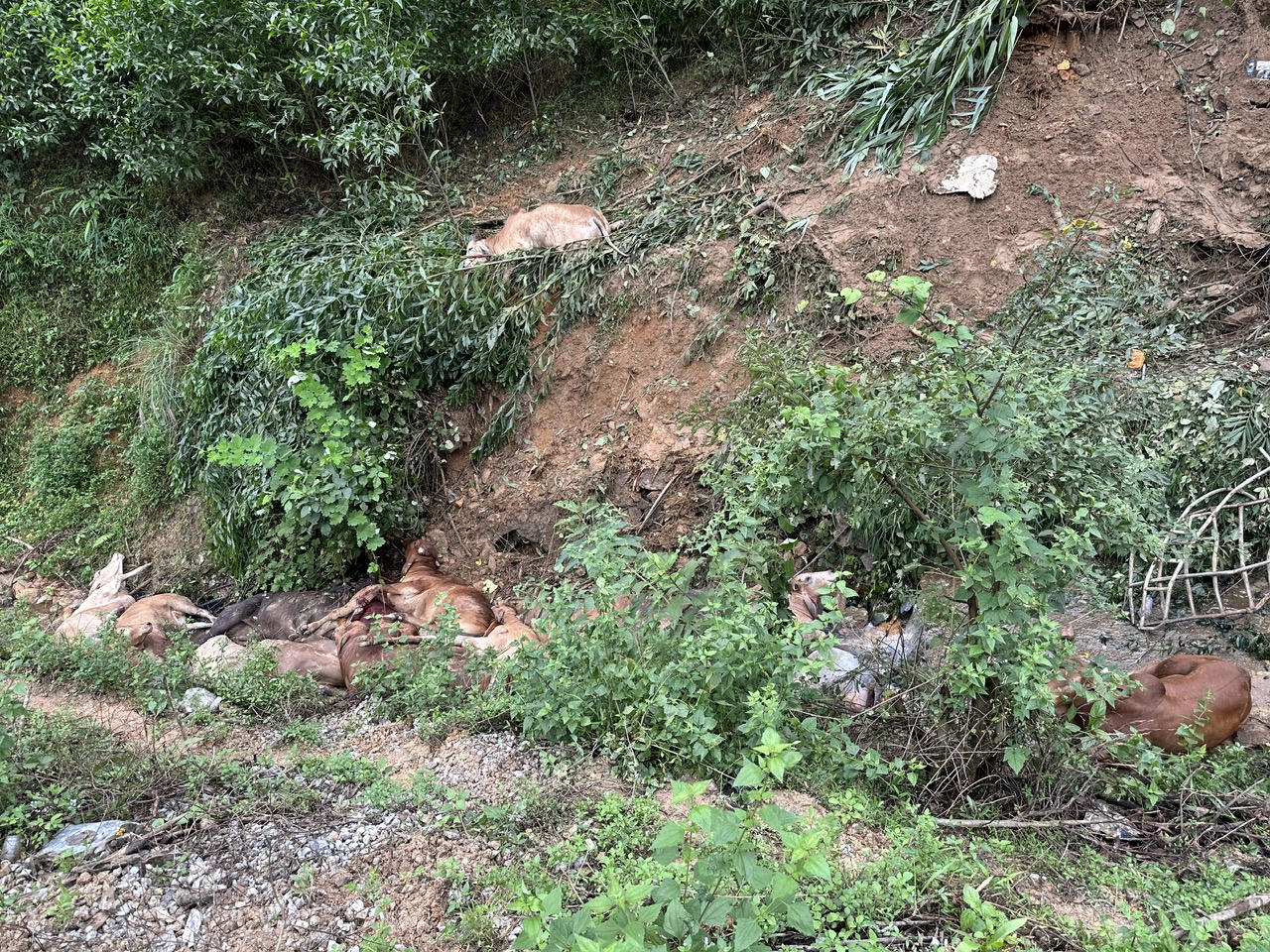 Xe tải chở bò lao xuống vực, tài xế tử vong