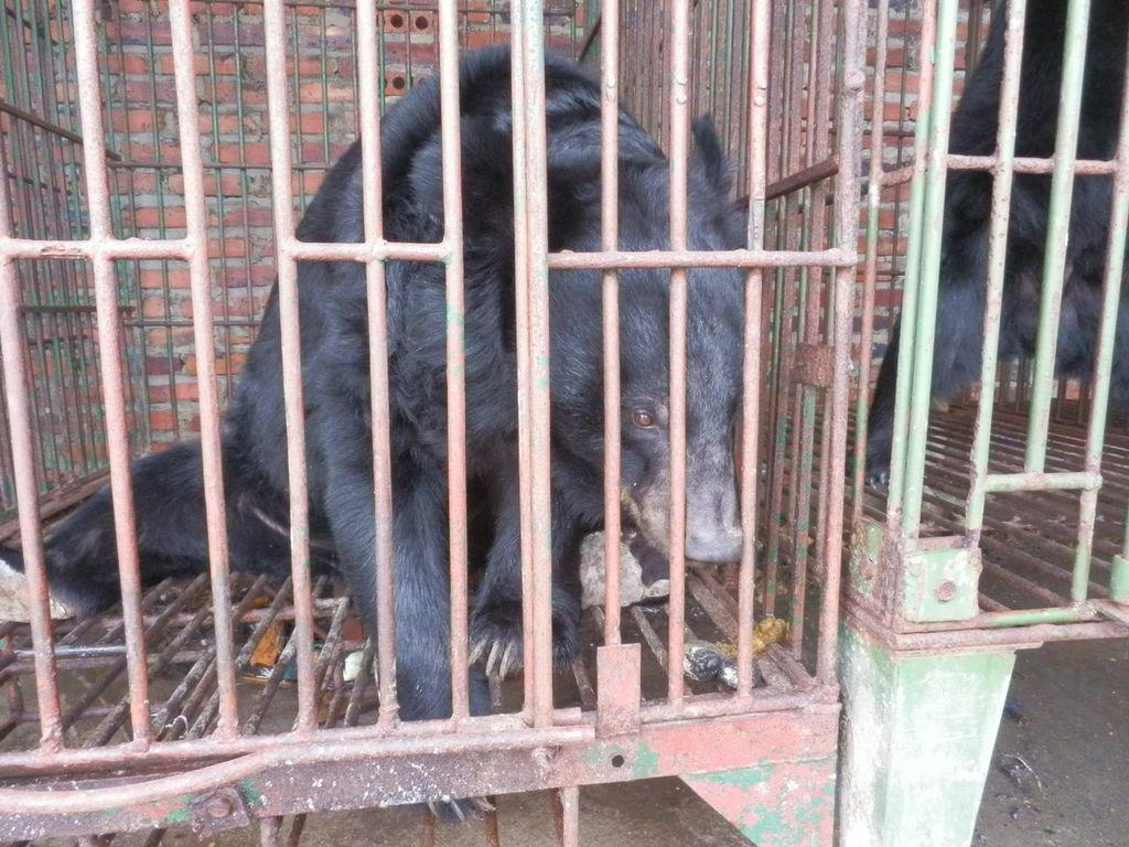 Quảng Ninh: Gấu nuôi nhốt đang bị bỏ đói và chết hàng loạt