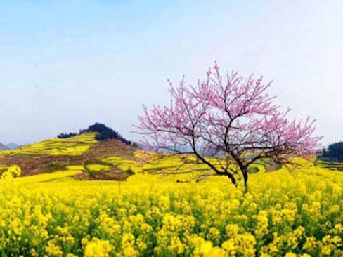 Đón Tết với Playlist “rộn ràng nhịp xuân” trên Nhacso.net