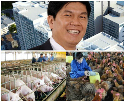 “Đại gia” Hoà Phát chuyển hướng sang chăn nuôi