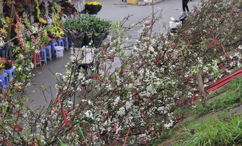 Hoa lê bạc triệu trắng muốt trong mưa xuân Hà Nội