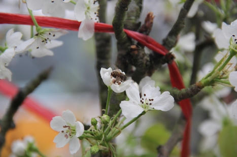 Hoa lê bạc triệu trắng muốt trong mưa xuân Hà Nội
