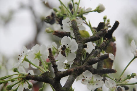 Hoa lê bạc triệu trắng muốt trong mưa xuân Hà Nội