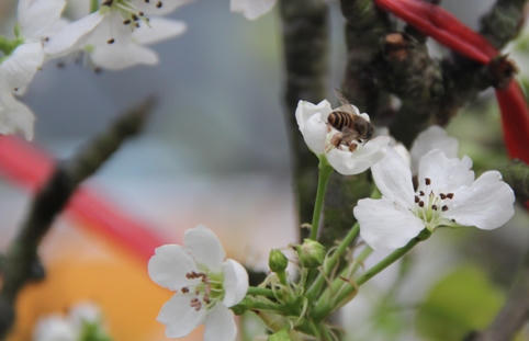 Hoa lê bạc triệu trắng muốt trong mưa xuân Hà Nội