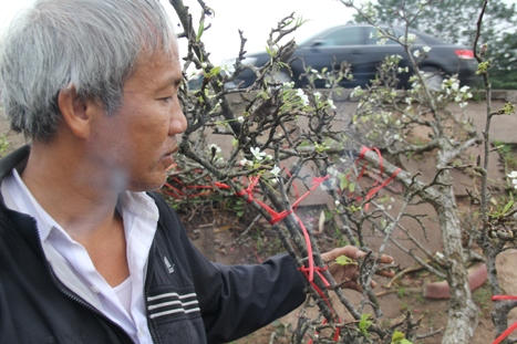 Hoa lê bạc triệu trắng muốt trong mưa xuân Hà Nội