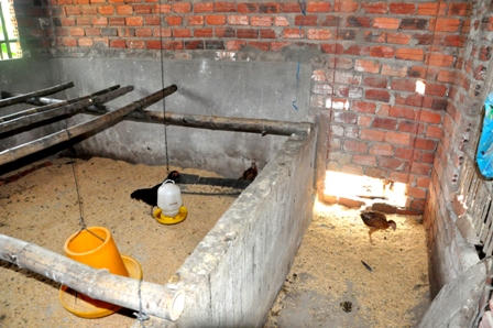 Phó Thủ tướng yêu cầu kiểm tra thông tin việc hỗ trợ gà sai đối tượng