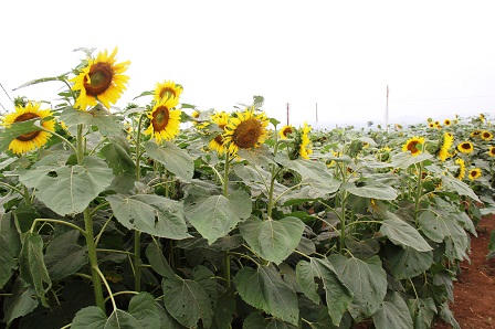 Hình “mặt cười” ngộ nghĩnh trên cánh đồng hướng dương