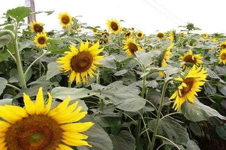 Hình “mặt cười” ngộ nghĩnh trên cánh đồng hướng dương