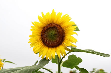 Hình “mặt cười” ngộ nghĩnh trên cánh đồng hướng dương