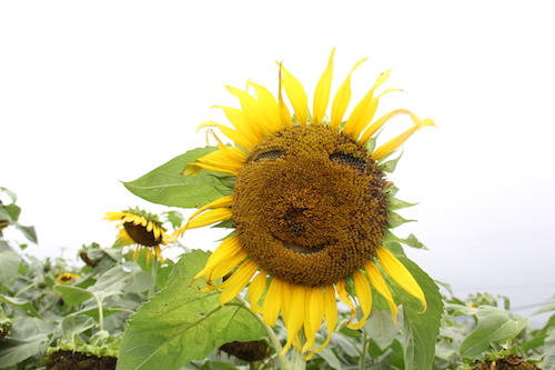 Hình “mặt cười” ngộ nghĩnh trên cánh đồng hướng dương