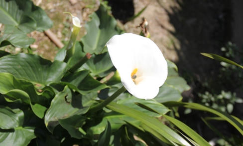 Sapa: Hoa vươn sườn núi