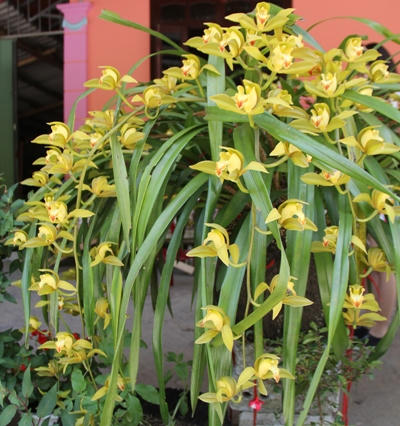 Sapa: Hoa vươn sườn núi