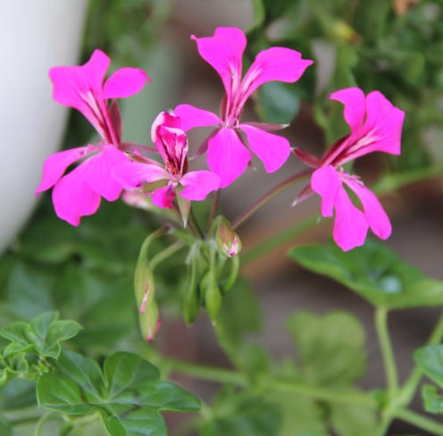 Sapa: Hoa vươn sườn núi