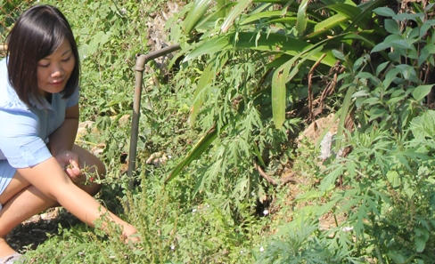 Sapa: Hoa vươn sườn núi