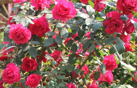 Sapa: Hoa vươn sườn núi