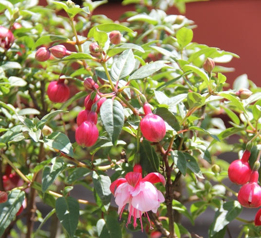 Sapa: Hoa vươn sườn núi