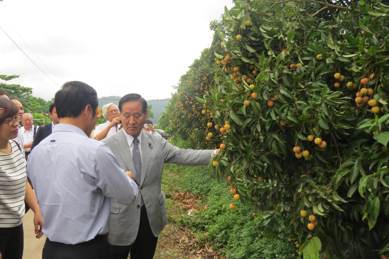 Ứng dụng công nghệ cao, hỗ trợ nông dân xuất khẩu 100.000 tấn vải thiều