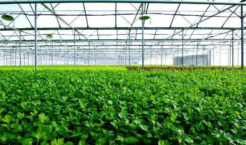 Vingroup khởi công nhà kính trồng nông sản sạch tại Tam Đảo