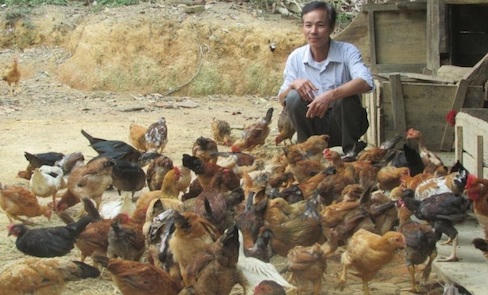 Con gà gắn kết cộng đồng