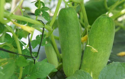 Rau sạch của Vingroup được sản xuất như thế nào?