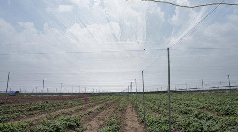 Rau sạch của Vingroup được sản xuất như thế nào?