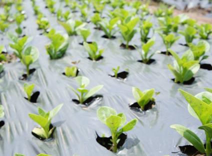 Rau sạch của Vingroup được sản xuất như thế nào?