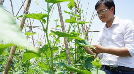 Rau sạch của Vingroup được sản xuất như thế nào?