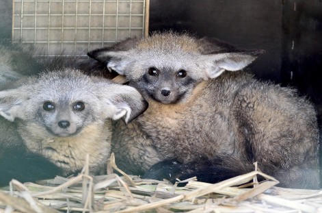 Thú quý lại vượt đại dương về Vinpearl Safari Phú Quốc