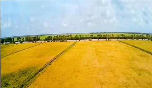 Vineco hợp tác với Trung An ra mắt gạo sạch