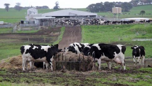 KLF chính thức sở hữu dòng sản phẩm dinh dưỡng Green Meadows